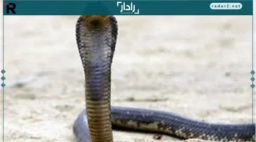 التعليم تكشف تفاصيل واقعة وجود ثعابين في مدرسة ثانوية بالقليوبية